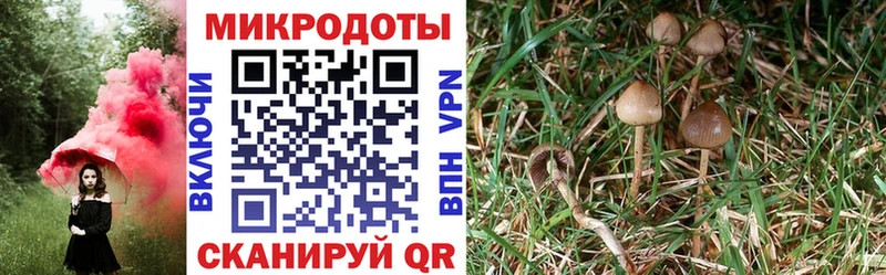 Галлюциногенные грибы Psilocybine cubensis  Купить  Арск 